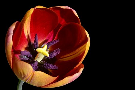 Stamp spring early bloomer