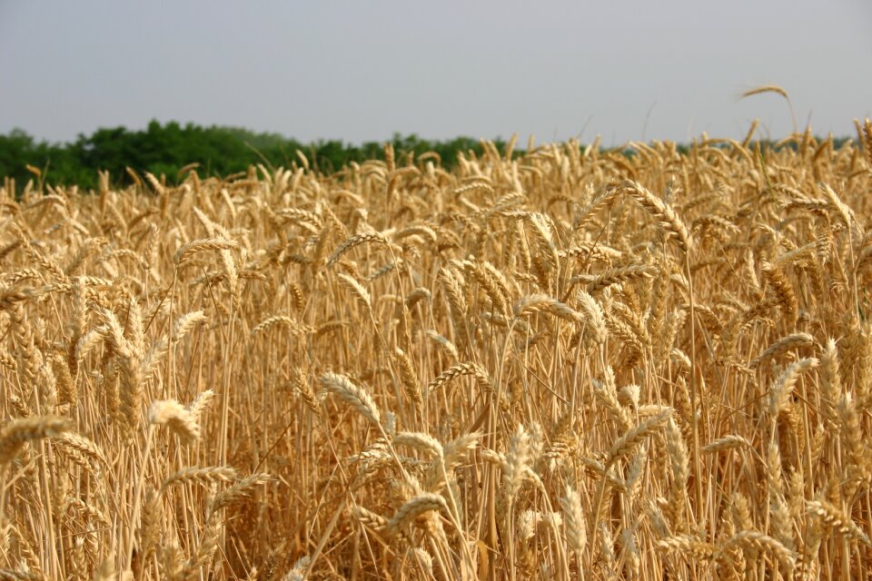 Landscape field wheat