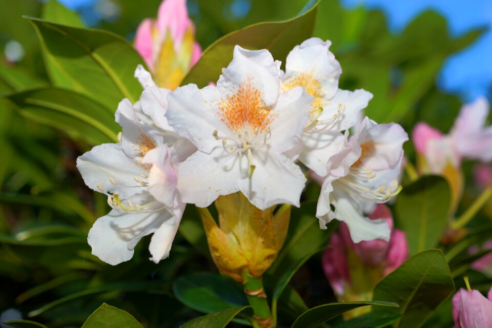 Spring plant flowers