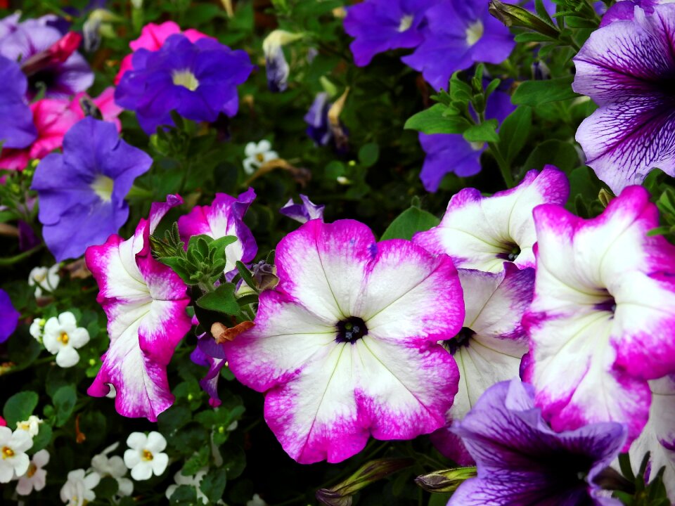 Plant nature bloom