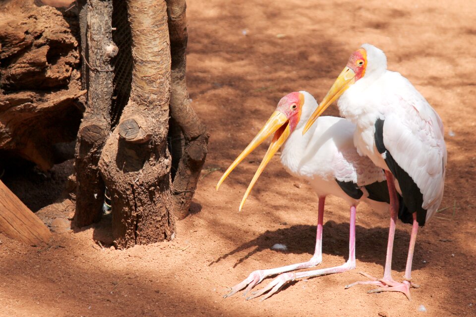 Rare mosquito animals