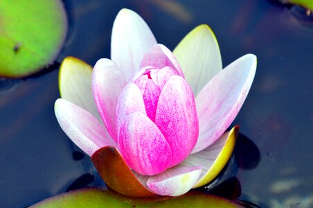 Flower water pond