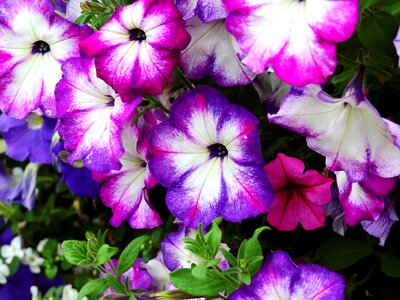 Plant nature bloom