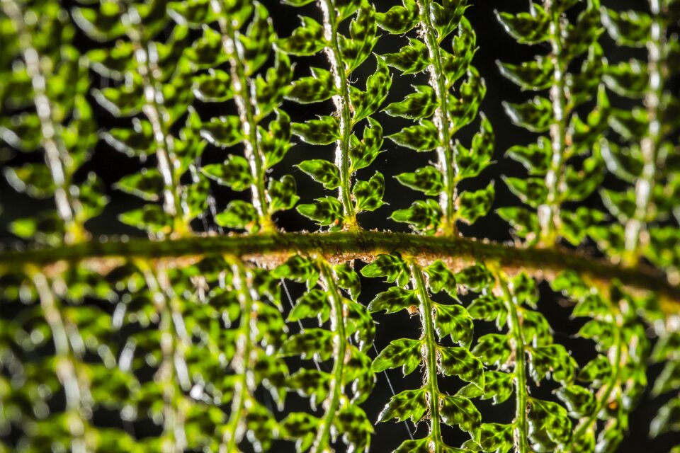 Nature fresh close