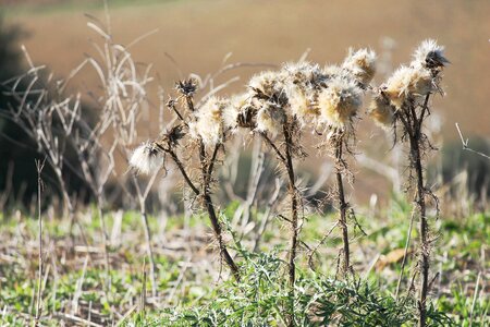 Field rustic nature photo