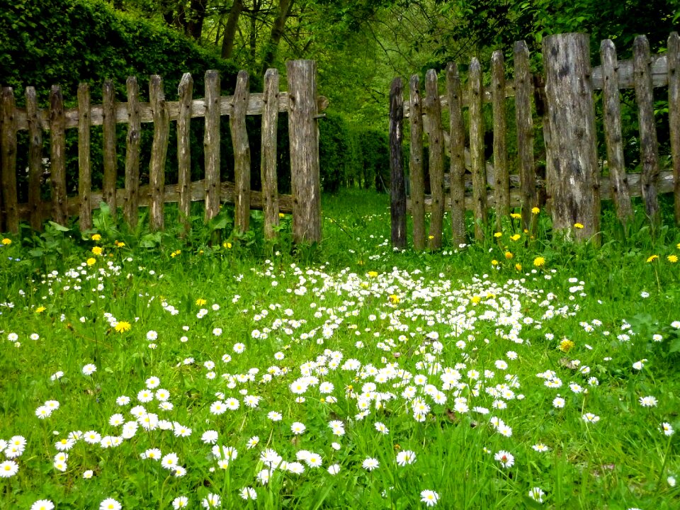 Plant daisy flowers