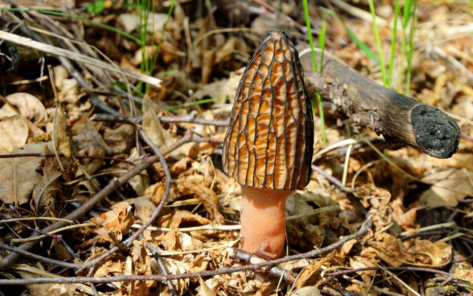 Mushroom morel spring