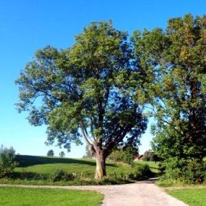 12-Apostel-Baum_(03)