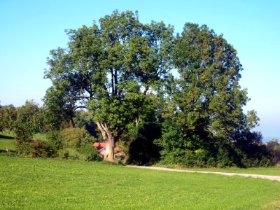 12-Apostel-Baum_(02)