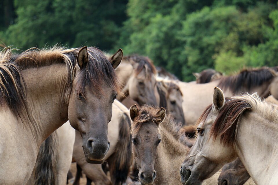 Nature grey animals