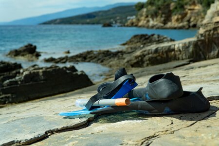 Flippers nature ocean