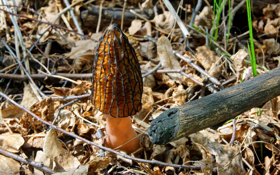 Mushroom morel spring