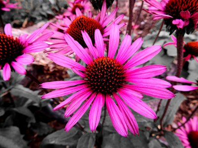 Plant nature bloom