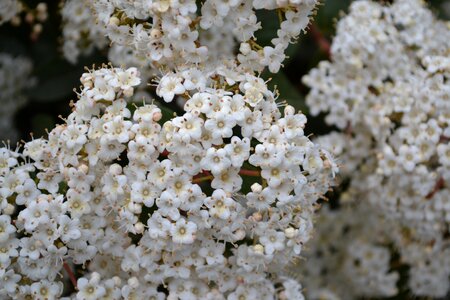 Flowers spring flora
