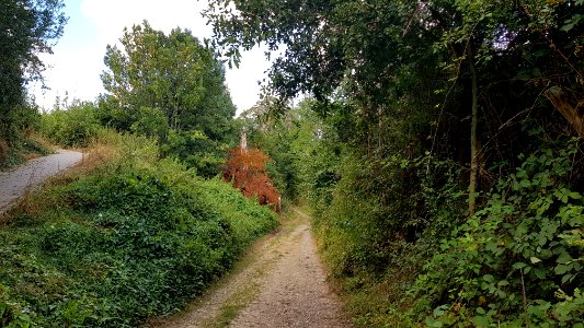 's-Gravenvoeren-Nagelboom_(30)