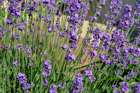 Summer lavender flower nature photo