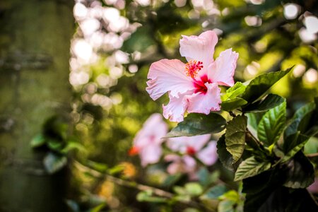 Soul poetry flowers