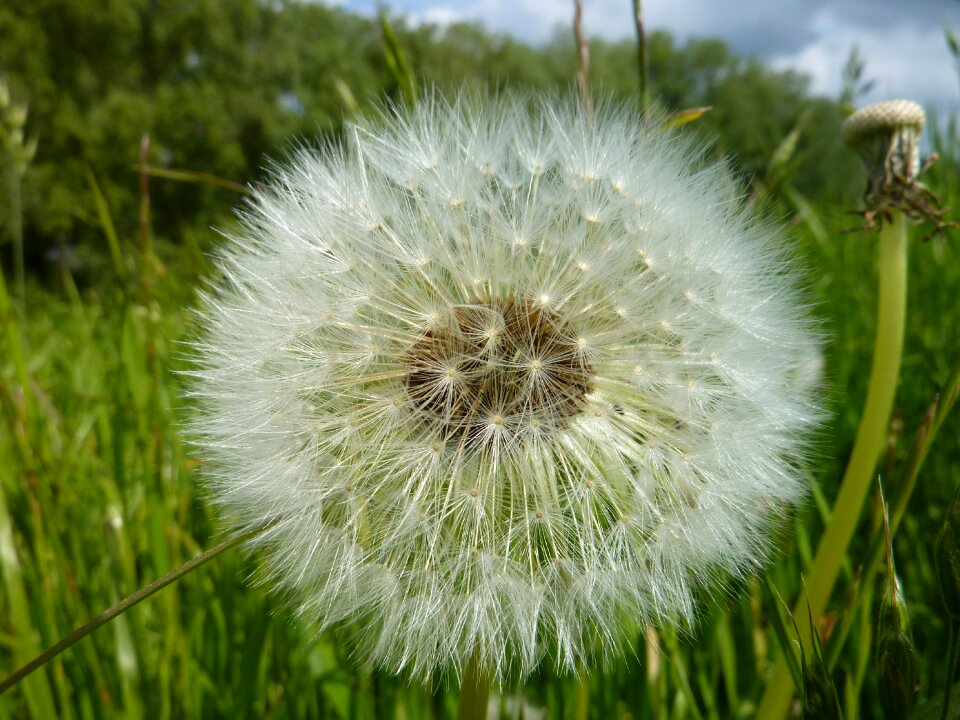 Spring plant seeds