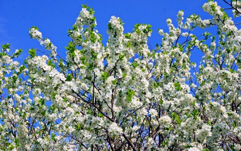 Apple tree color sky