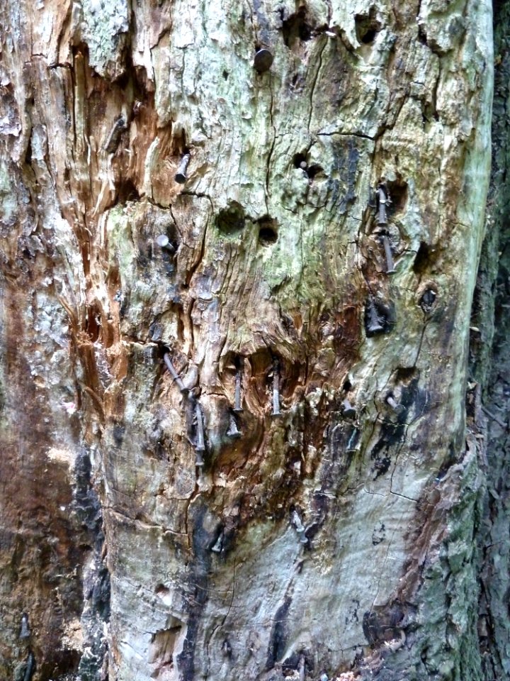 's-Gravenvoeren-Nagelboom_(15)