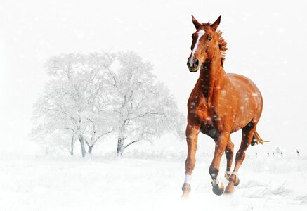 Snow animal nature