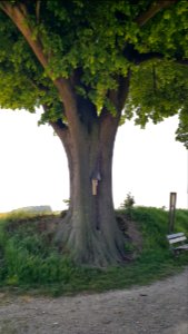 's-Gravenvoeren-wegkruis_op_grensboom_Huuskesboom_(2)