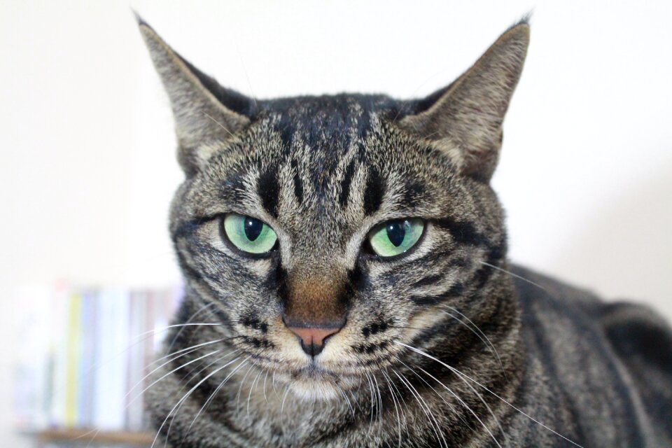 Meow meow meow meow gel reviews arrogant