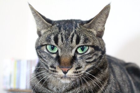 Meow meow meow meow gel reviews arrogant