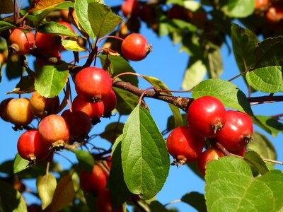 Autumn late summer tree