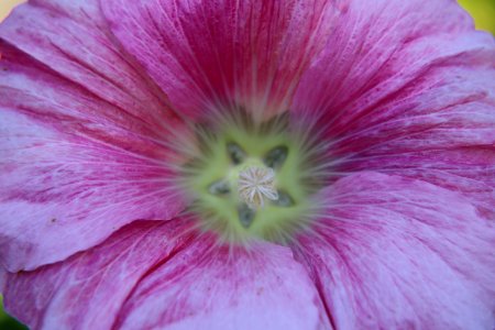 'Indian_Spring'_hollyhock