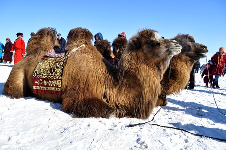 Mongolia animal nature photo