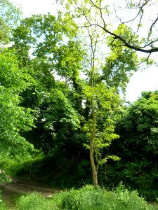's-Gravenvoeren-Nagelboom_(10)