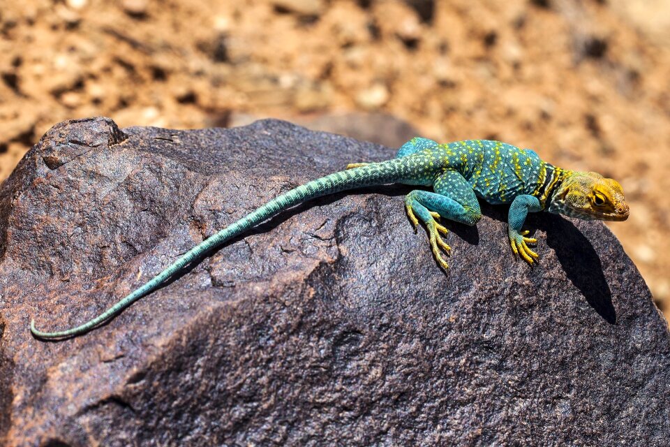 Wildlife nature wild