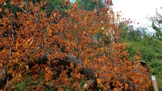 's-Gravenvoeren-Nagelboom_(32)