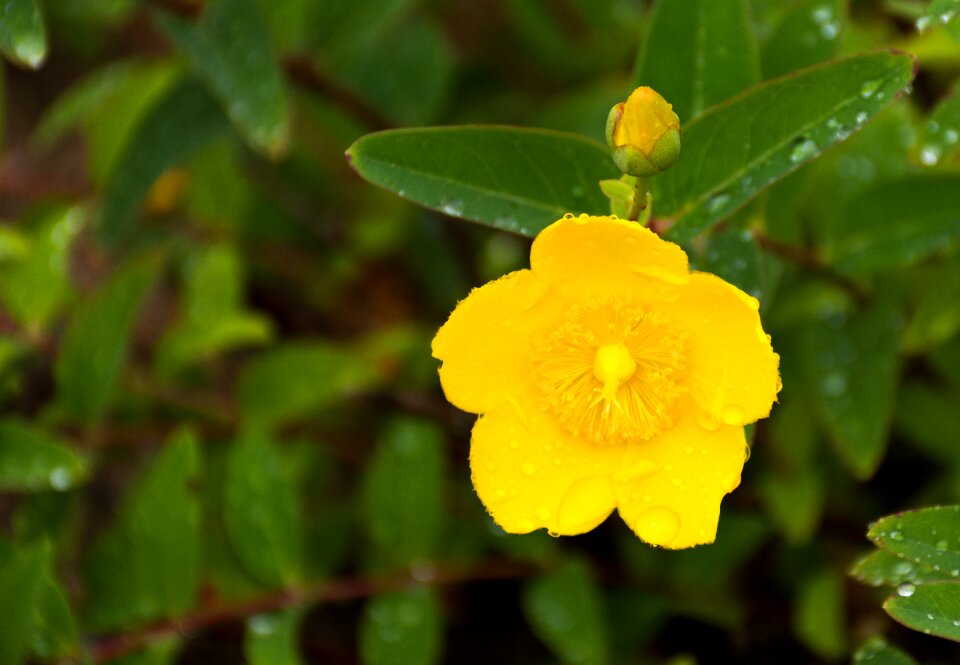 Bloom nature yellow flower
