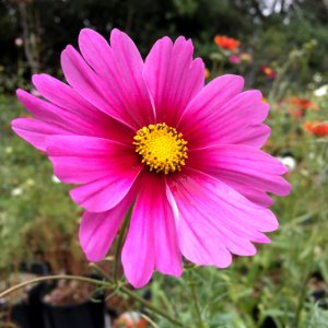 'Radiance'_Cosmos_bipinnatus_IMG_6062