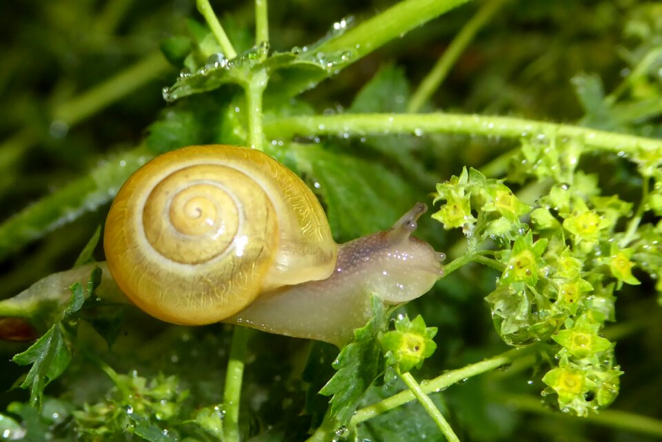 Shell slowly spiral