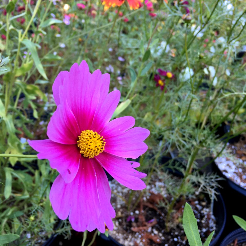 'Radiance'_Cosmos_bipinnatus_IMG_6129