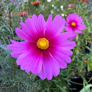 'Radiance'_Cosmos_bipinnatus_IMG_6118