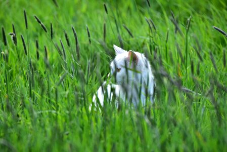 Domestic cat animal mieze