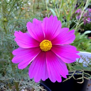 'Radiance'_Cosmos_bipinnatus_IMG_6120