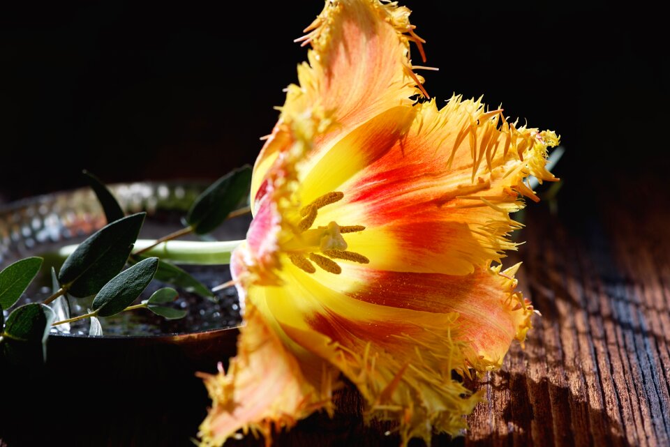 Bloom yellow orange