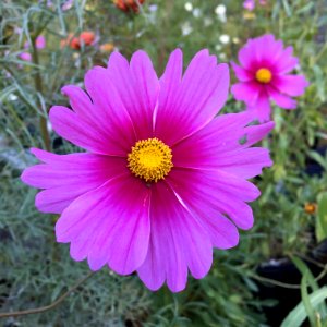 'Radiance'_Cosmos_bipinnatus_IMG_6116