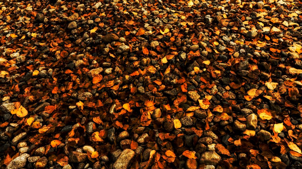 Fall forest floor leaves photo