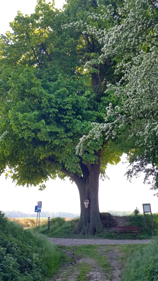 's-Gravenvoeren-wegkruis_op_grensboom_Huuskesboom_(4)