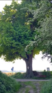 's-Gravenvoeren-wegkruis_op_grensboom_Huuskesboom_(4)