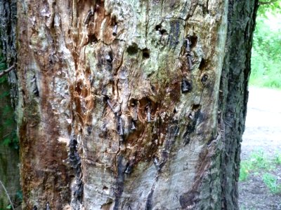 's-Gravenvoeren-Nagelboom_(14)