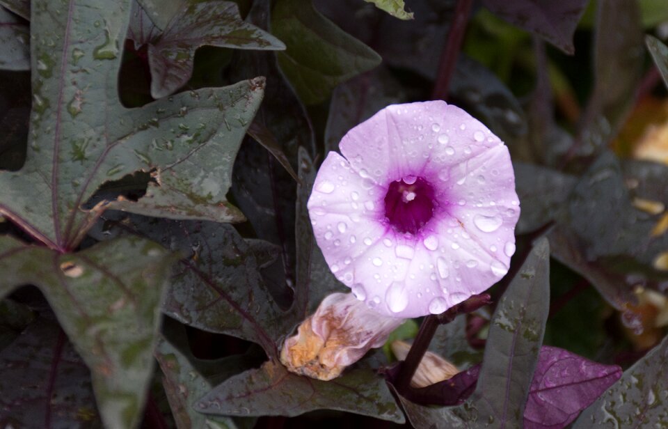 Summer wild flower nature