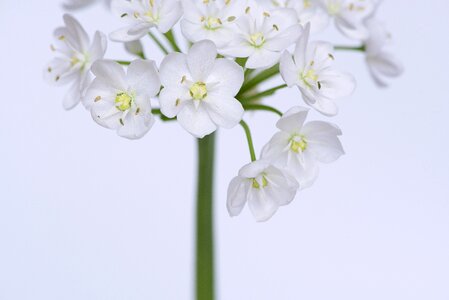 Small flowers white white flower