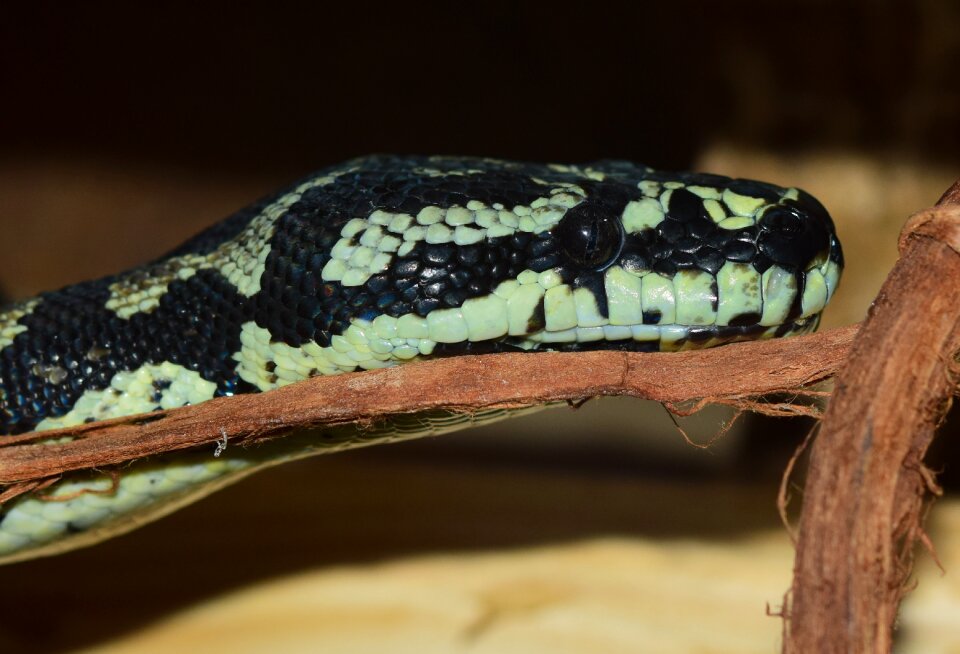 Close up head animal